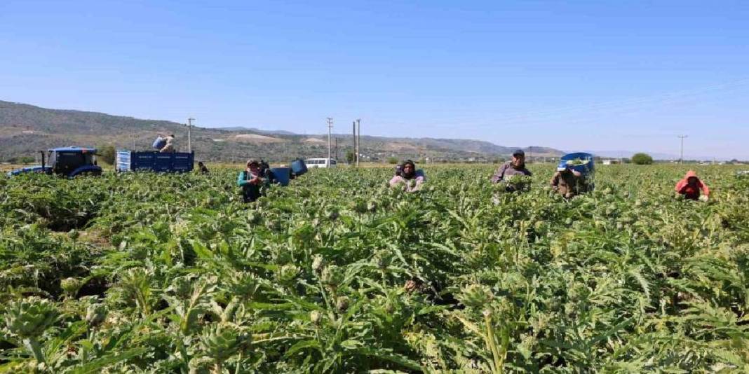 Tarlada ‘Yeşil elmas’ mesaisi sürüyor! Tanesi 35 TL’den çıkıyor 7